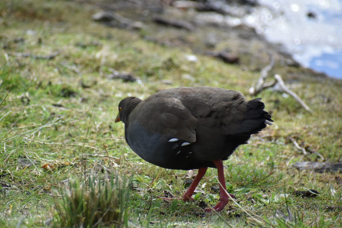 Rotfuß-Teichhuhn - ML612512205