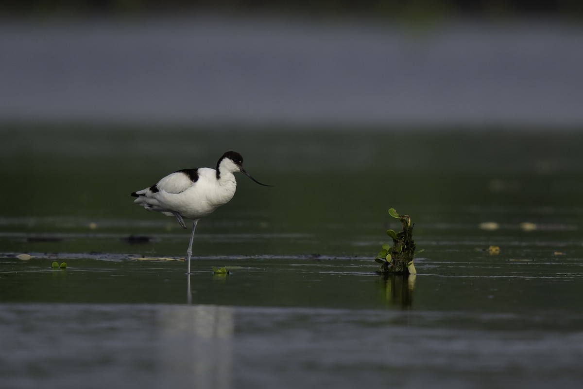 Pied Avocet - ML612512223