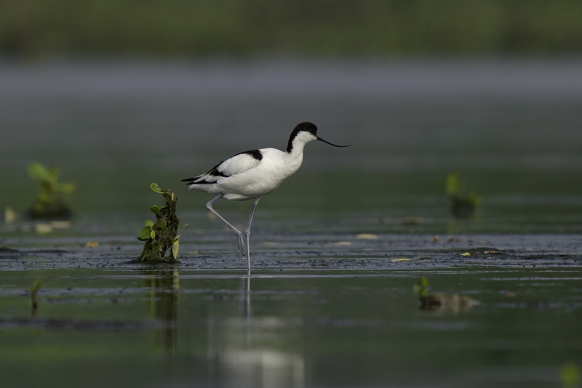 Pied Avocet - ML612512225