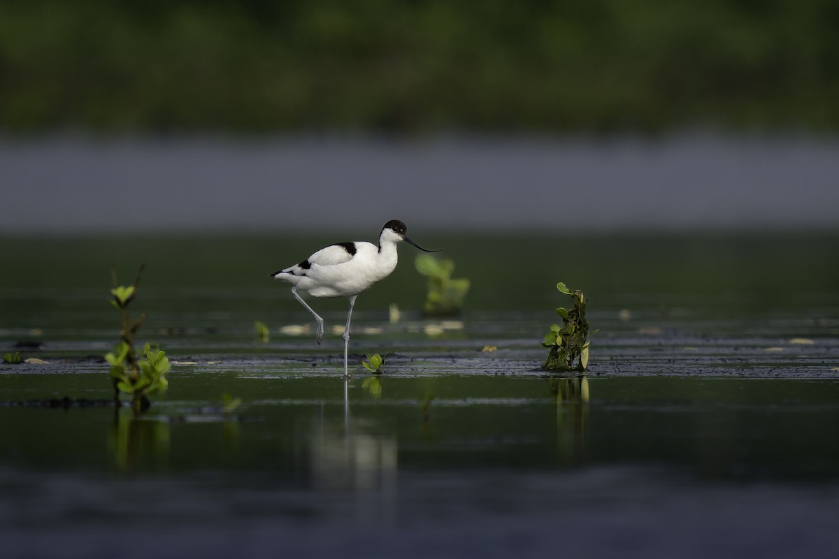 Pied Avocet - ML612512226