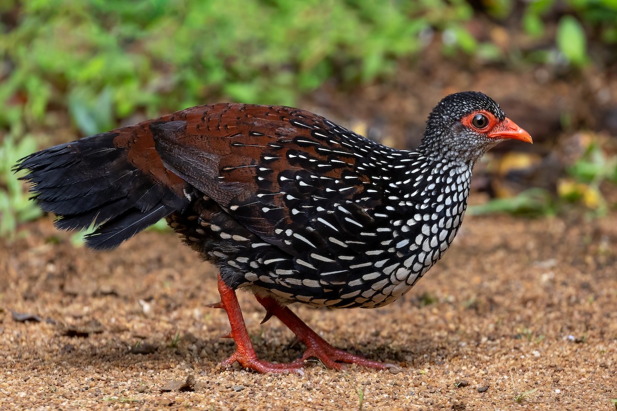 Sri Lanka Spurfowl - ML612512410