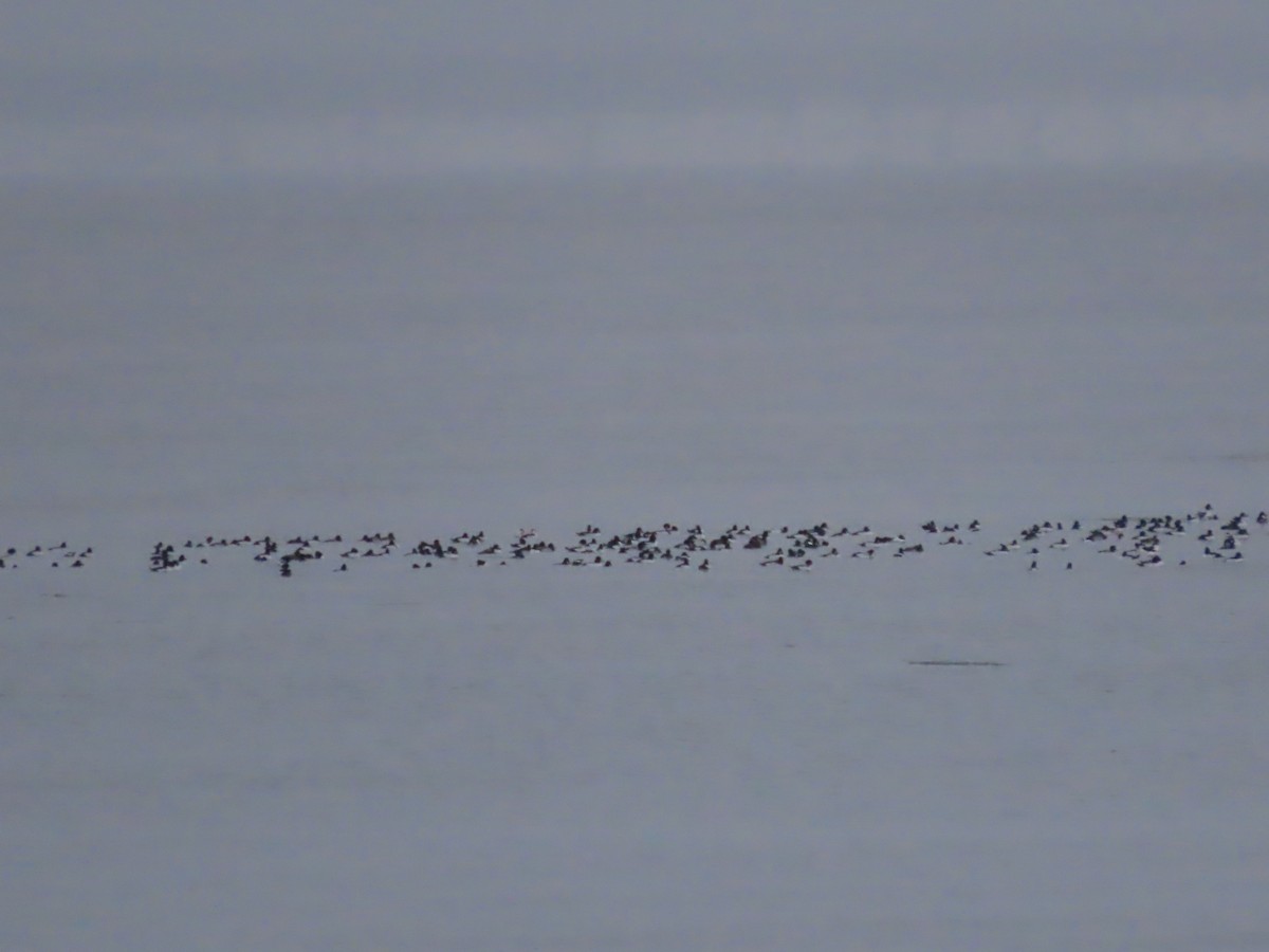 Common Goldeneye - ML612512454