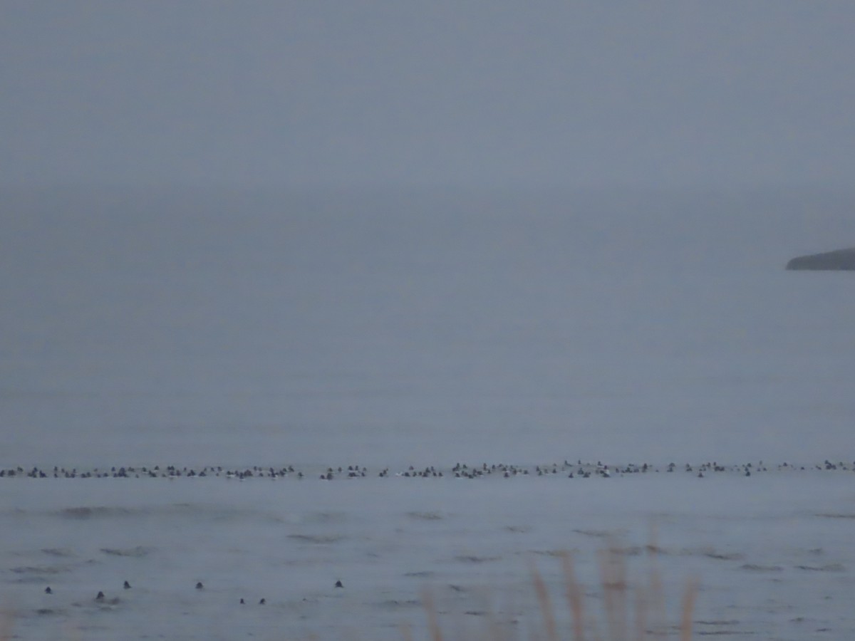 Common Goldeneye - Laura Burke