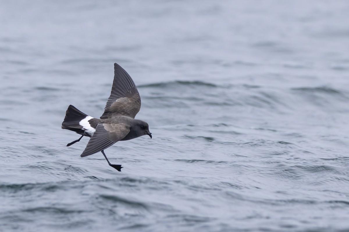 Black-bellied Storm-Petrel - ML612512483