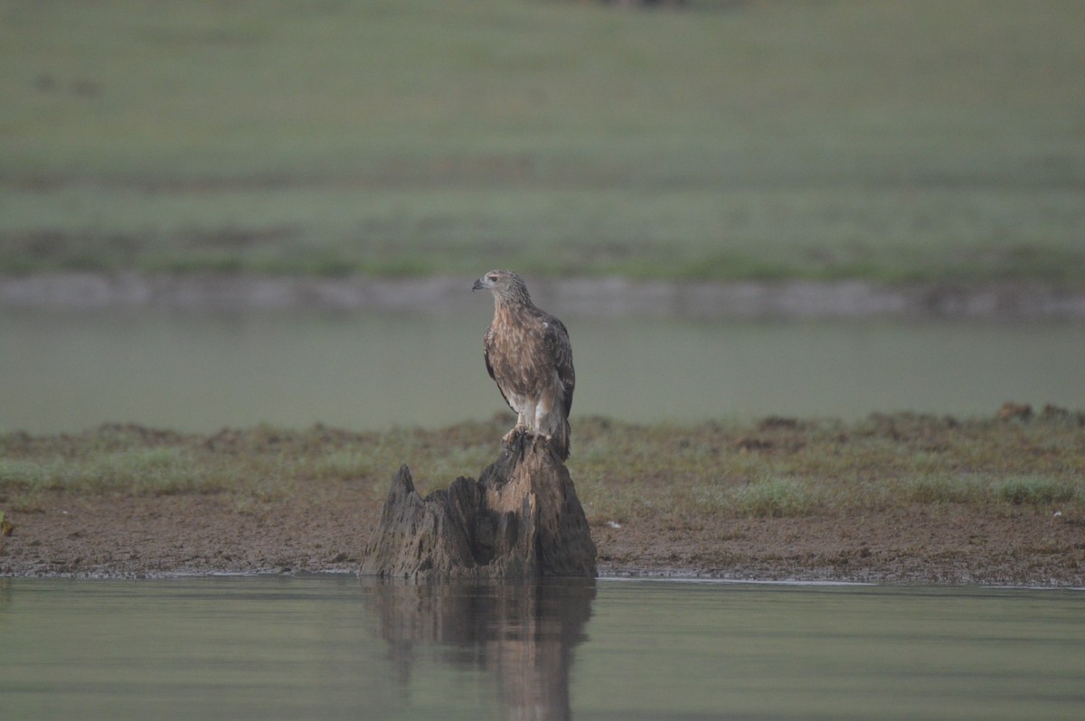 Lesser/Gray-headed Fish-Eagle - ML612512507