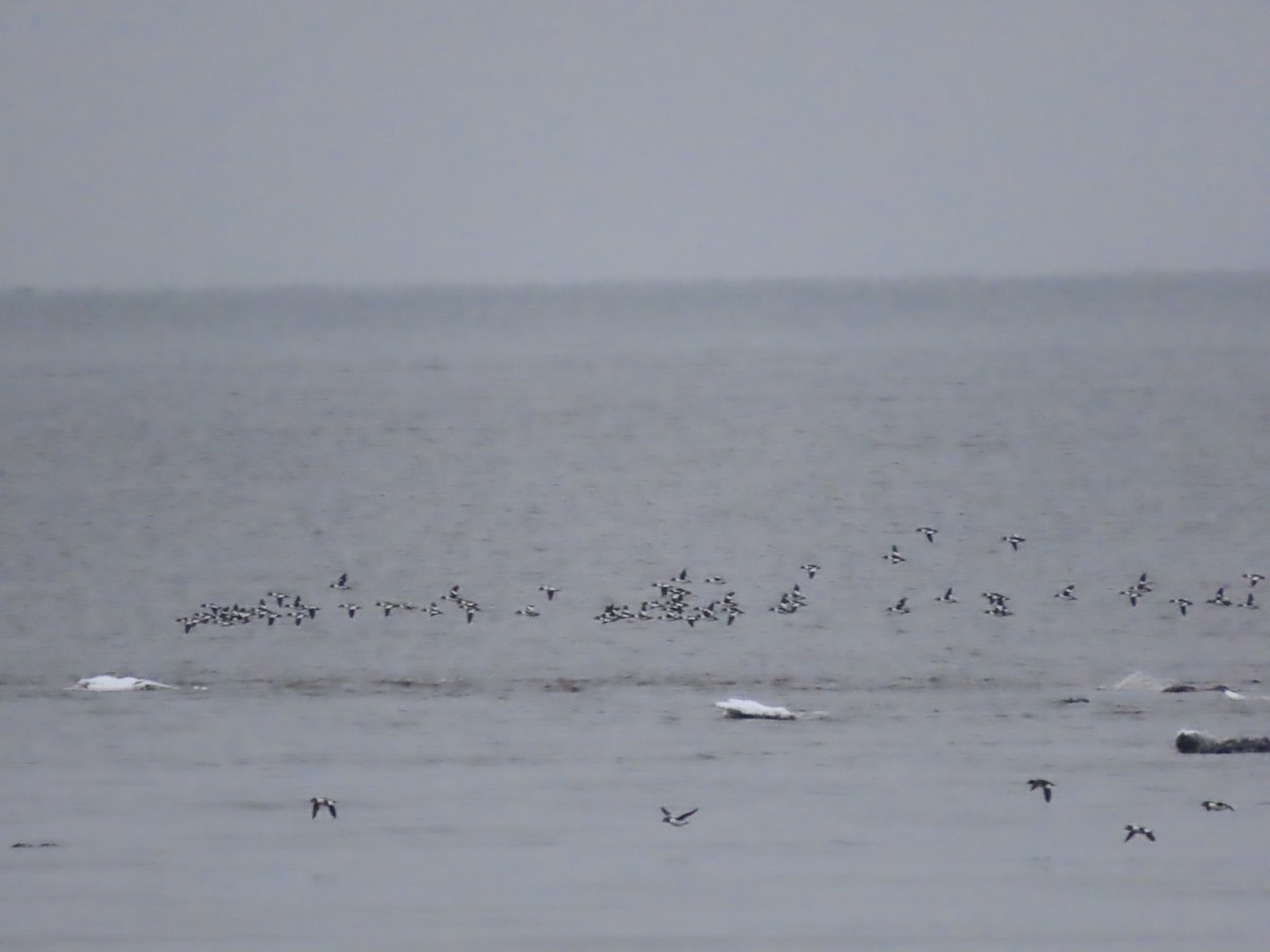 Common Goldeneye - ML612512528