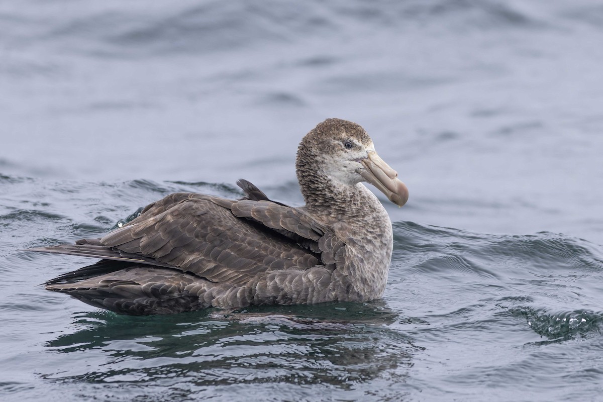 Northern Giant-Petrel - ML612512534