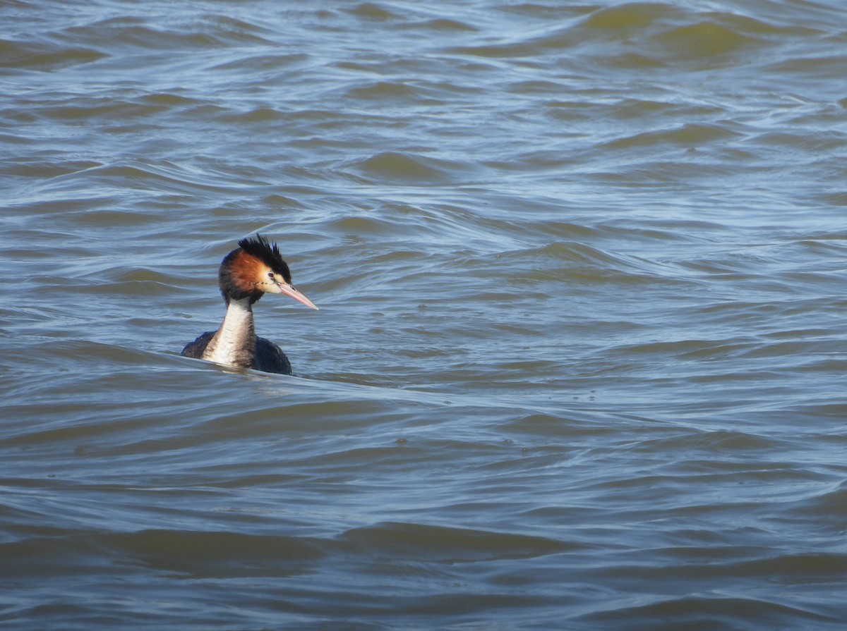 Great Crested Grebe - ML612512538