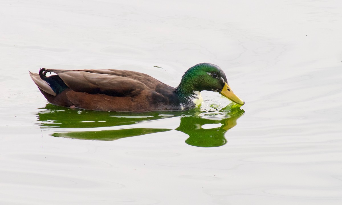 Mallard (Domestic type) - ML612512565