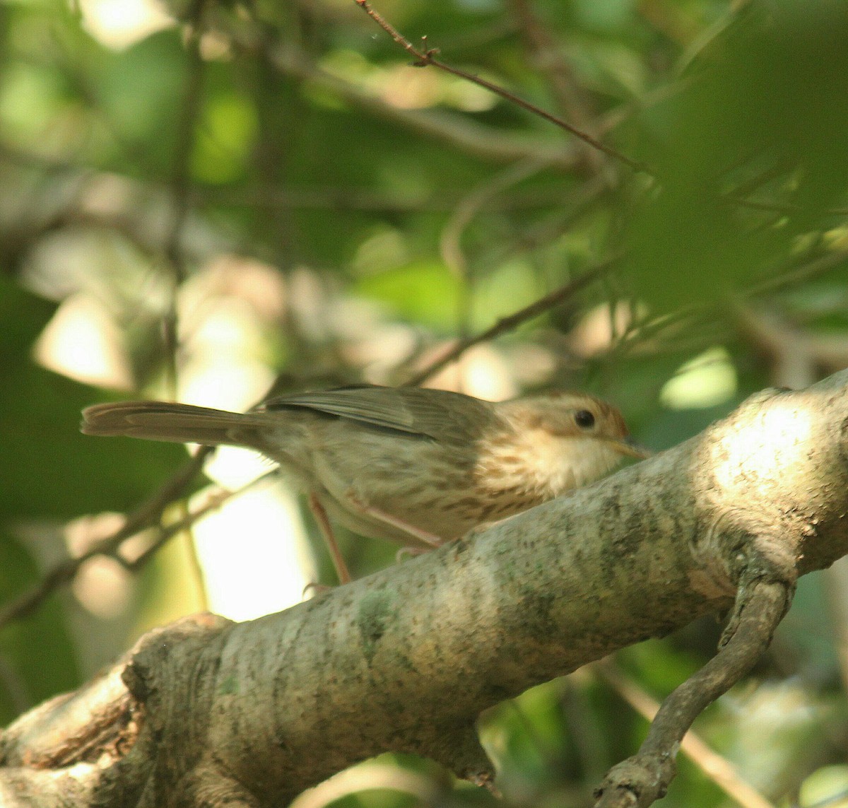 Puff-throated Babbler - ML612512606