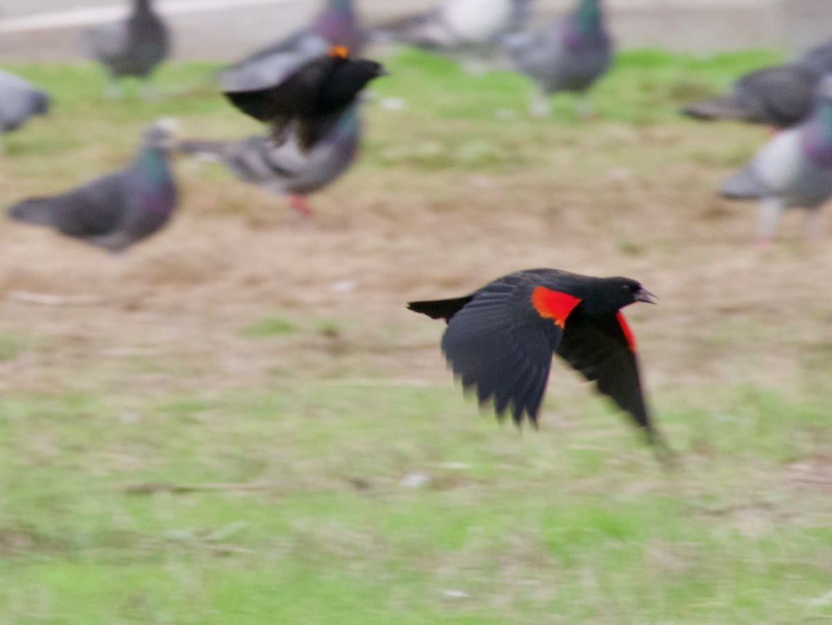 Red-winged Blackbird (California Bicolored) - ML612512613