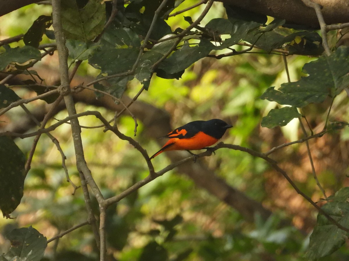 Orange Minivet - ML612512637