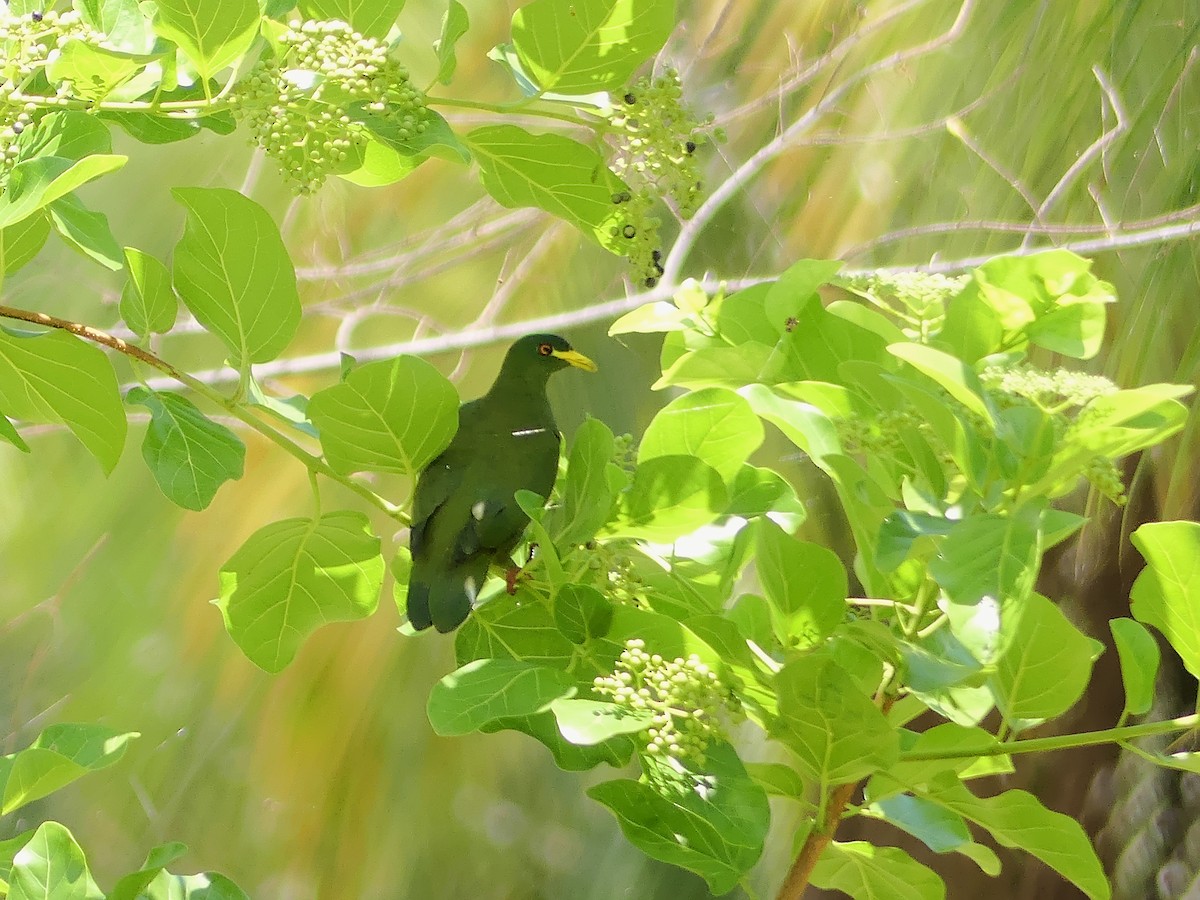 White-breasted Fruit-Dove - ML612512675