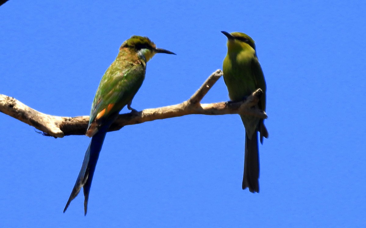 Swallow-tailed Bee-eater - Daniel Santos