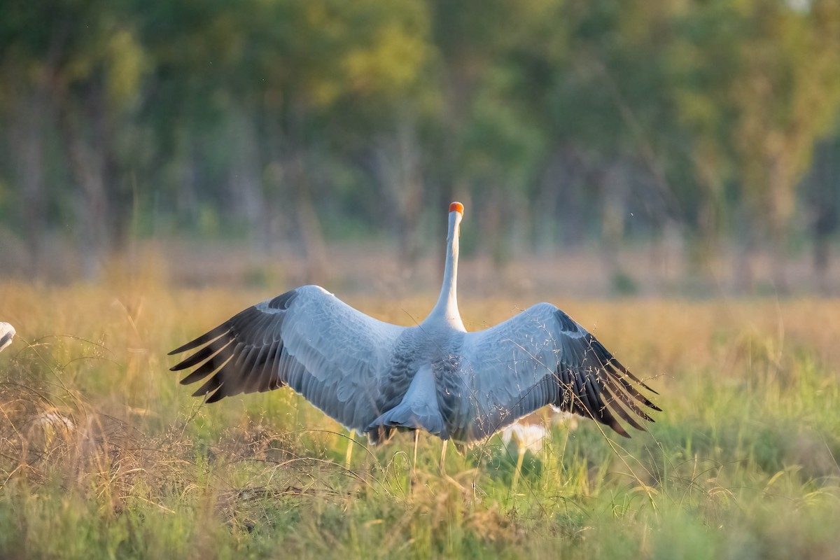 Brolga - Ian and Deb Kemmis