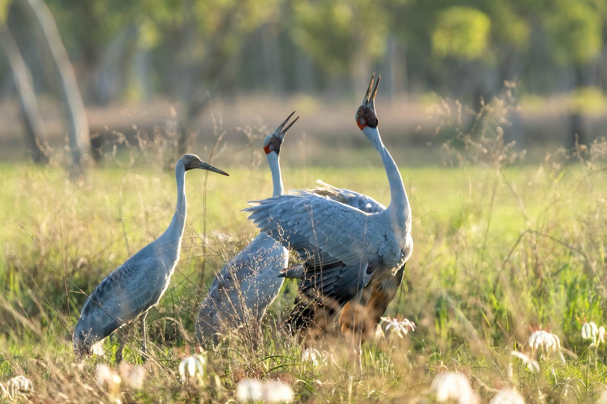 Brolga - Ian and Deb Kemmis