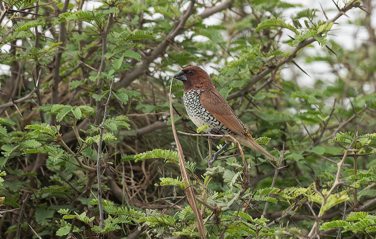 Scaly-breasted Munia - ML612512944