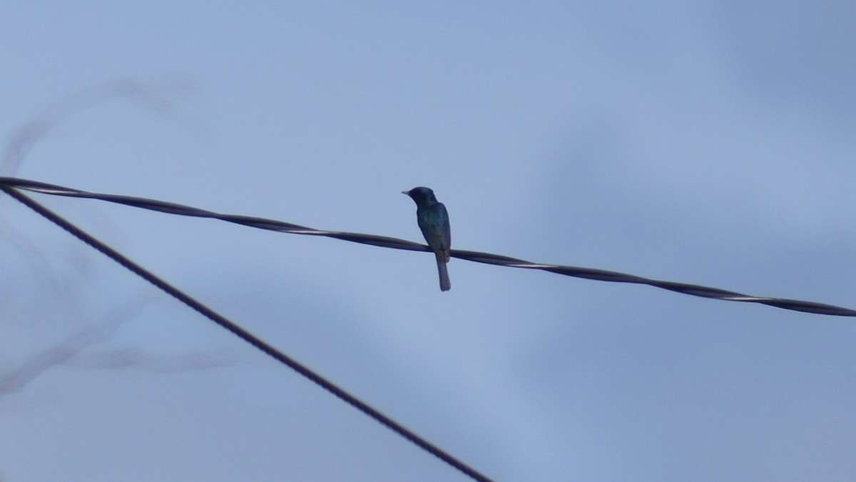 Satin Flycatcher - Dirk Tomsa