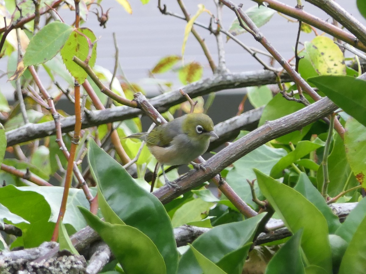 Silvereye - ML612513000