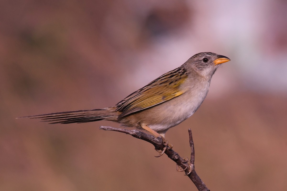 Wedge-tailed Grass-Finch - Christian Engel