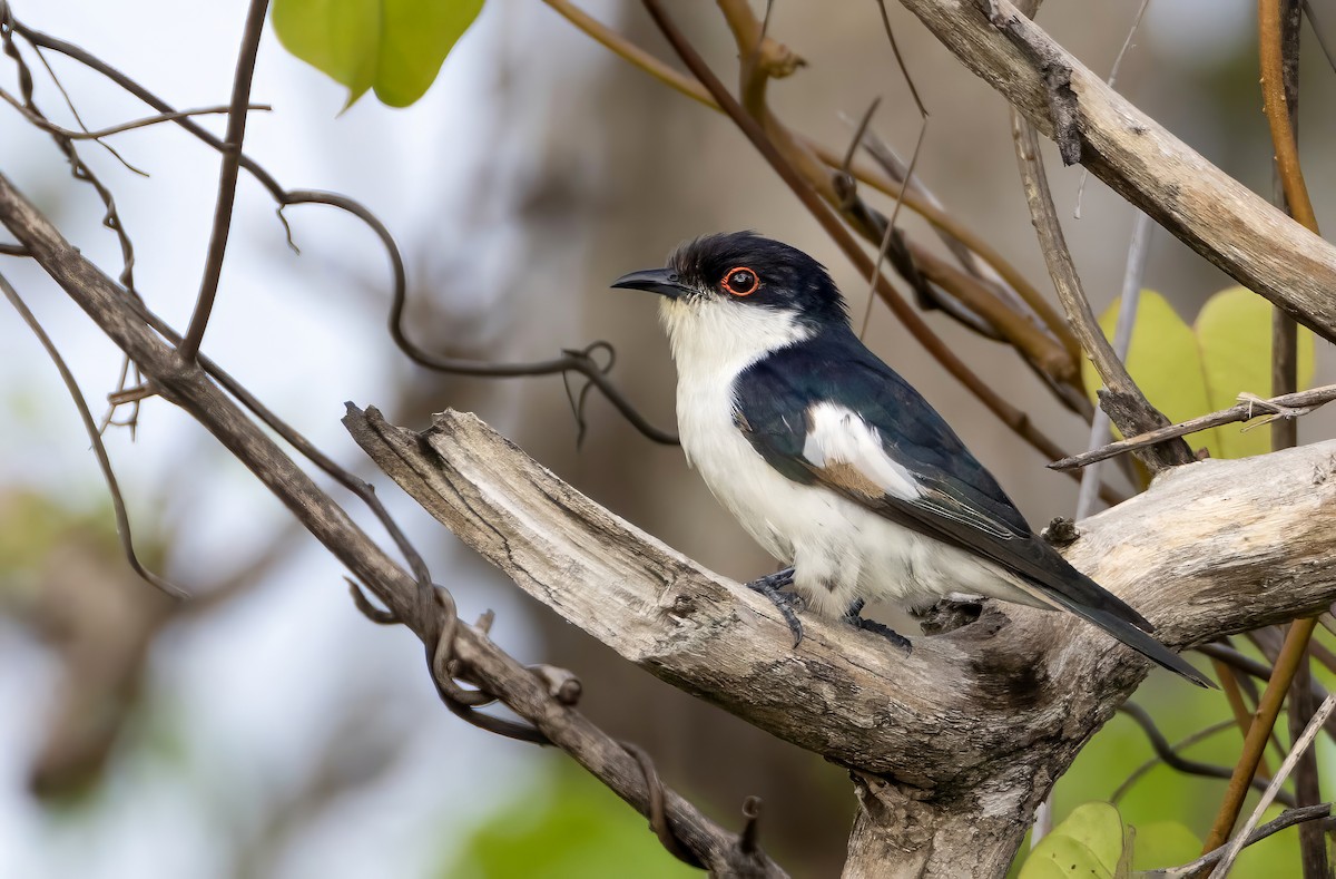 Pied Bronze-Cuckoo - ML612513042