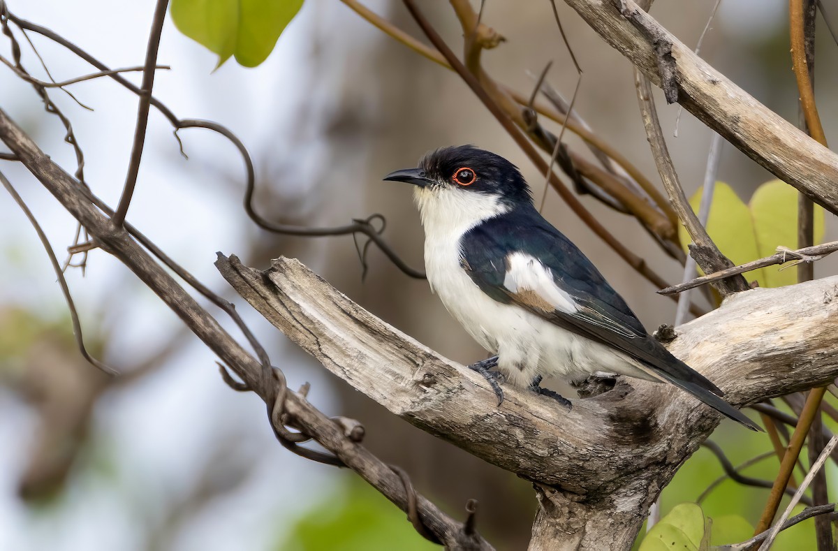 Little Bronze-Cuckoo (Pied) - Andrew Spencer