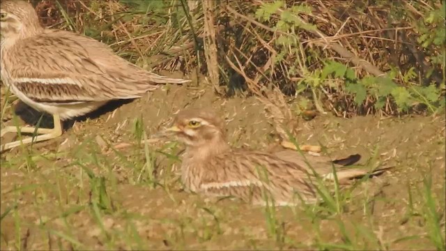 Indian Thick-knee - ML612513072