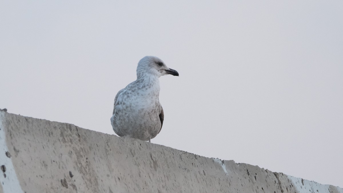 Yellow-legged Gull - ML612513083