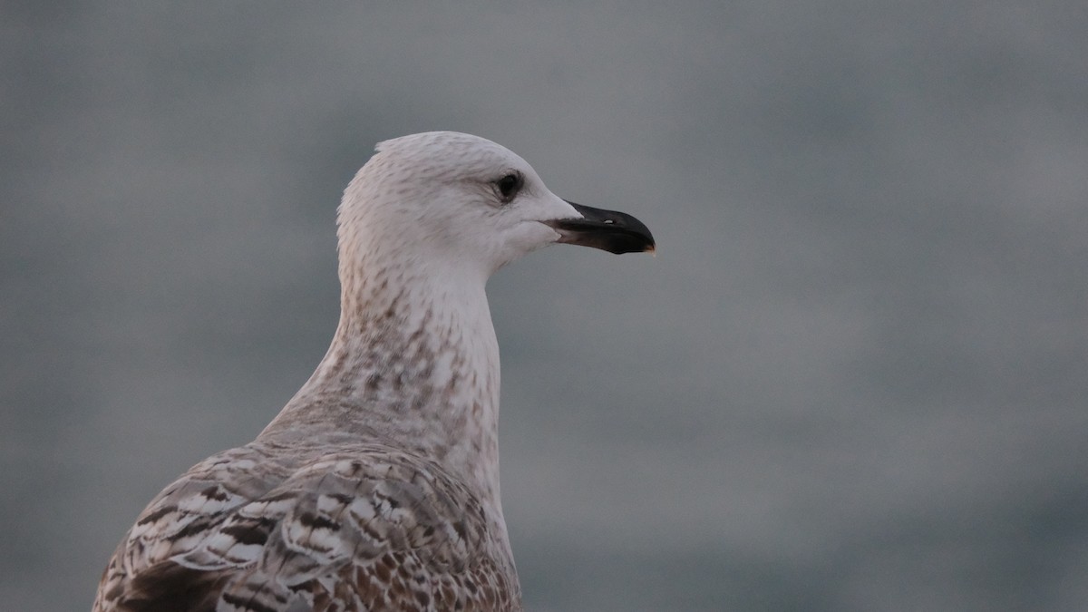 Yellow-legged Gull - ML612513084