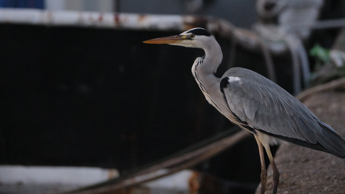 Gray Heron - ML612513090