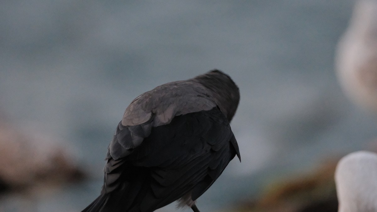 Hooded Crow - ML612513091