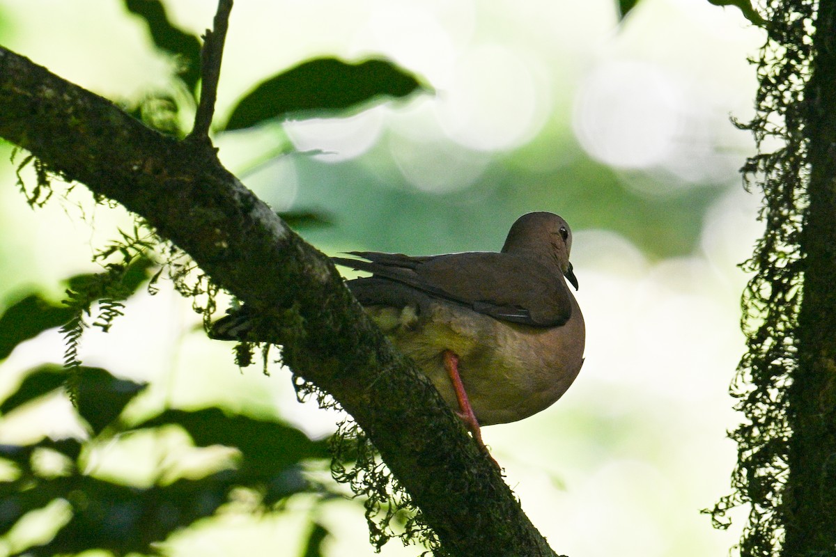 Gray-fronted Dove - Tony Ducks