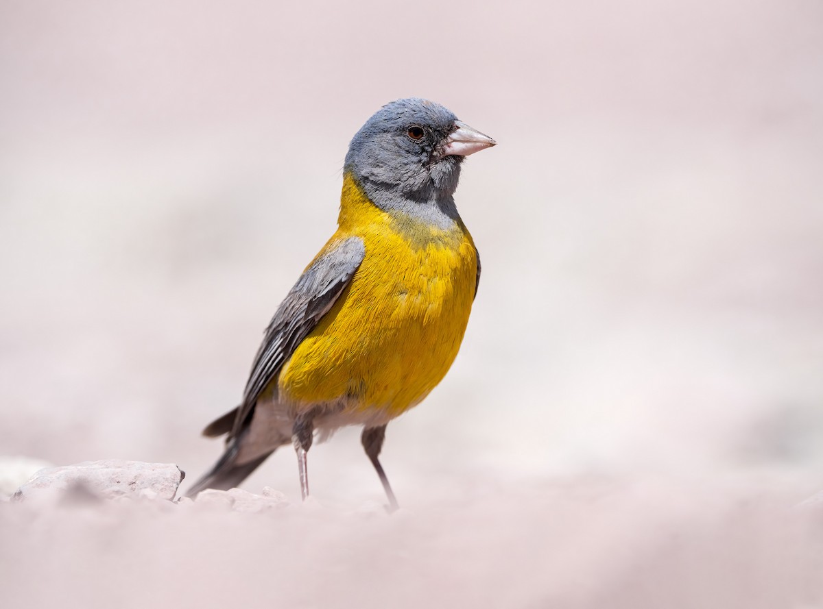 Gray-hooded Sierra Finch - ML612513102