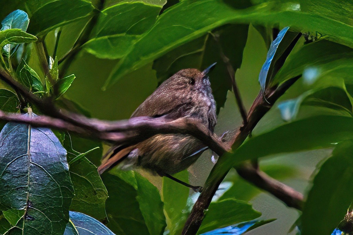 Brown Thornbill - Alfons  Lawen