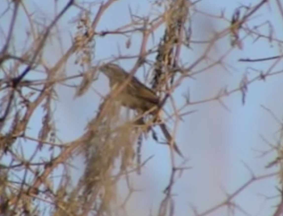 Striated Grassbird - ML612513132