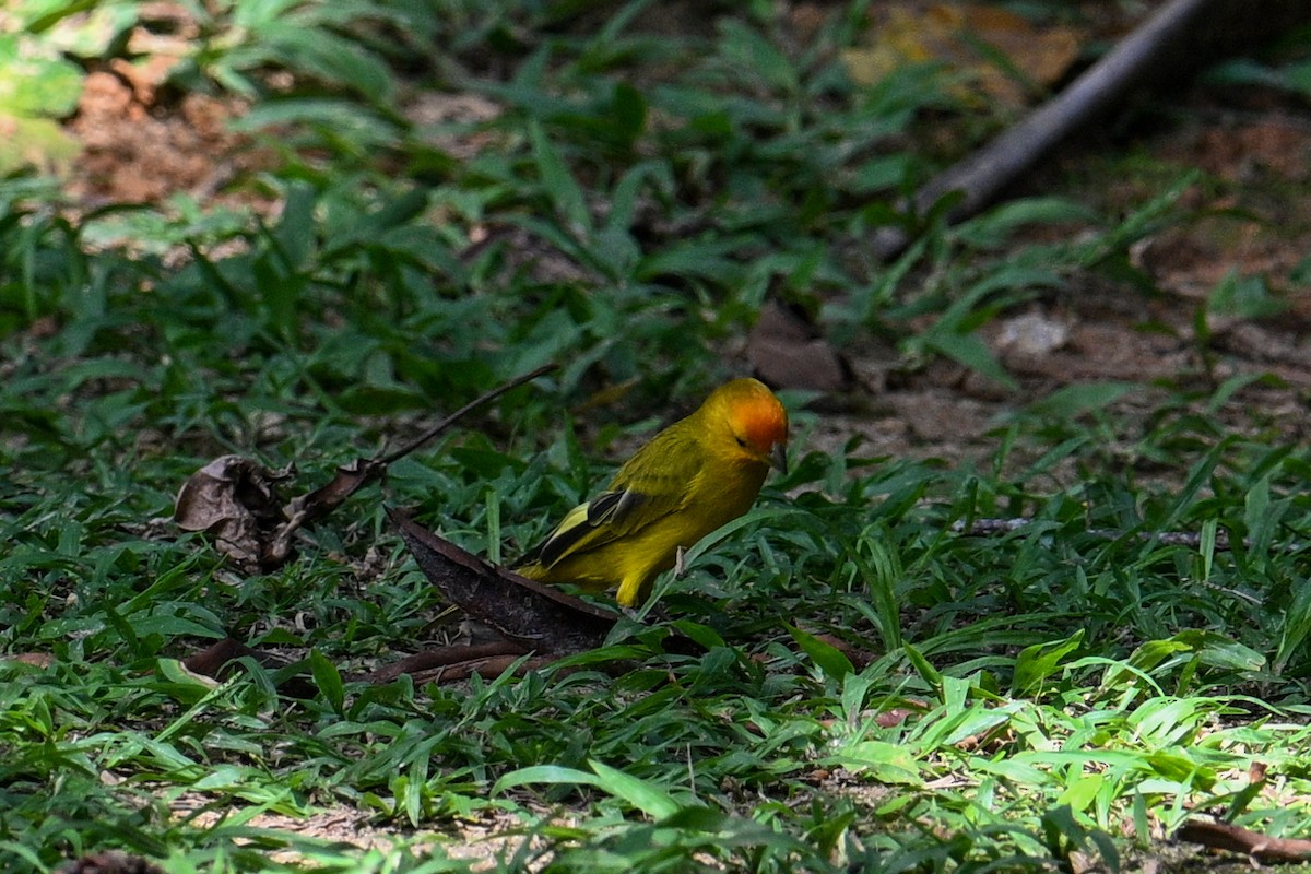 Saffron Finch - ML612513140