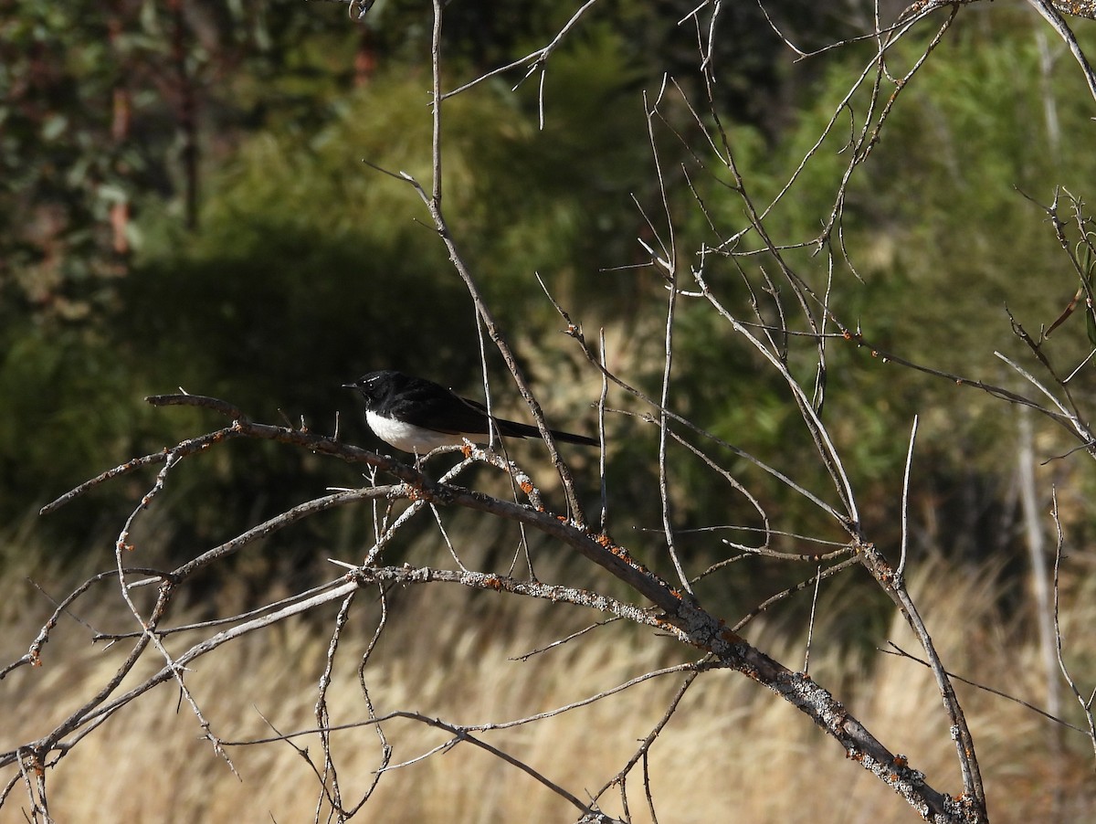 Willie-wagtail - ML612513227