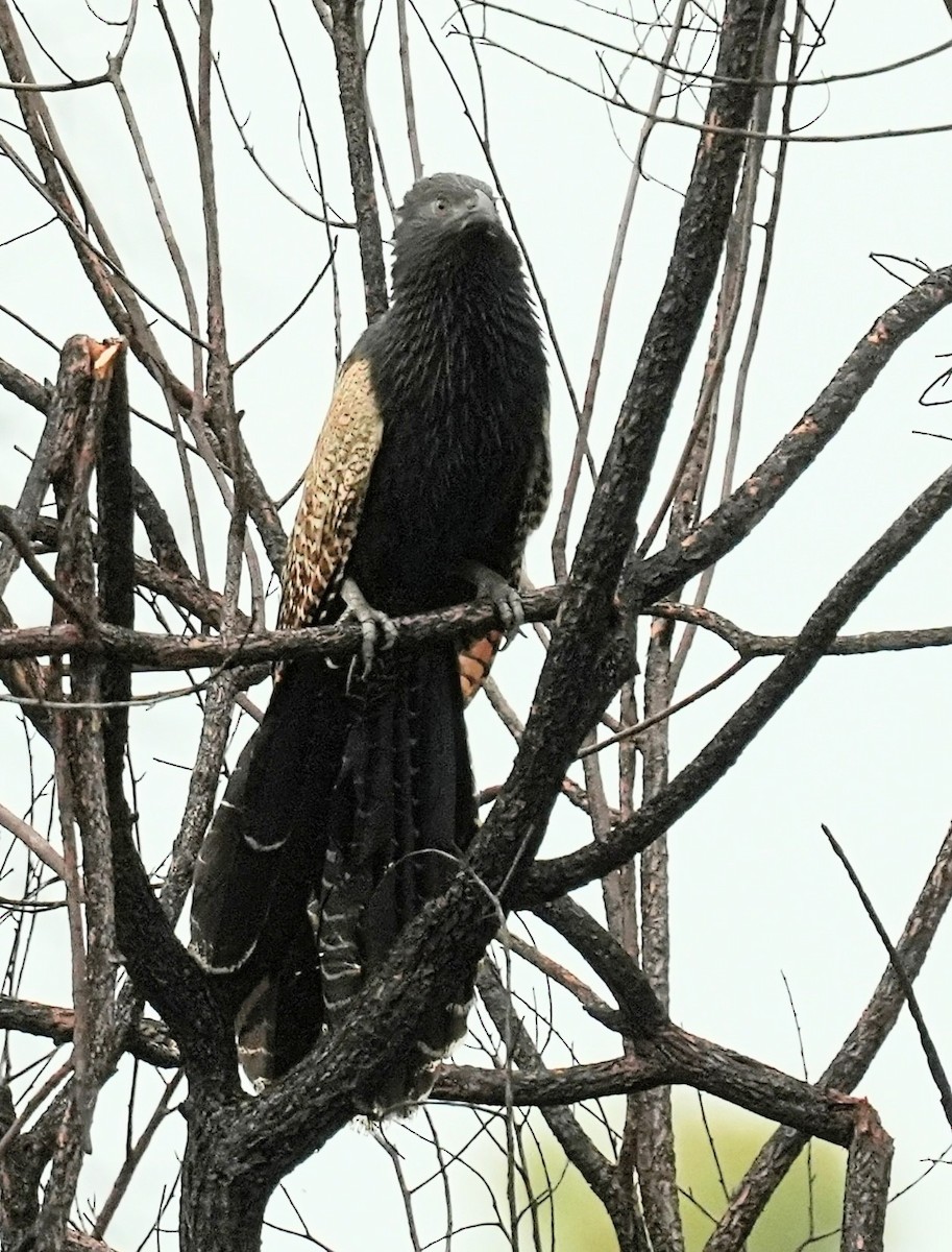 Pheasant Coucal - ML612513236