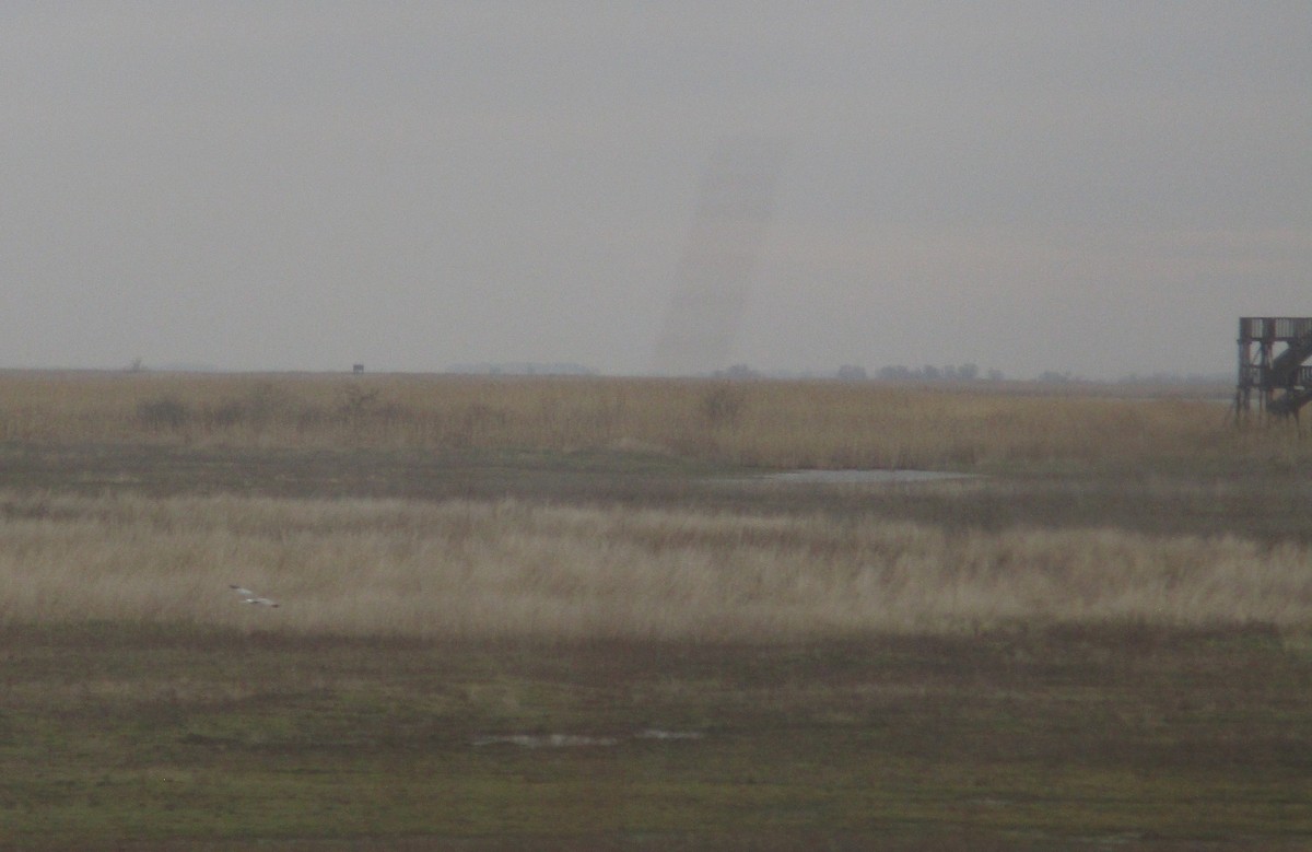 Hen Harrier - ML612513243