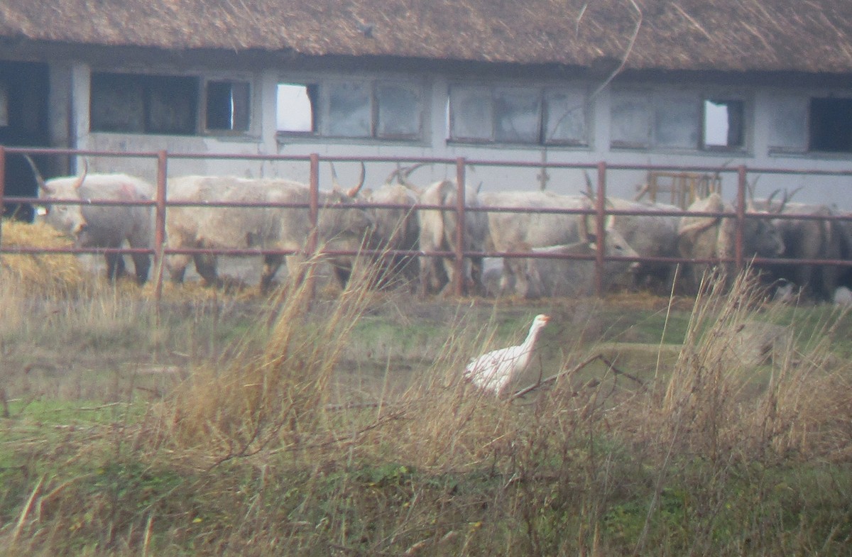 Western Cattle-Egret - ML612513247