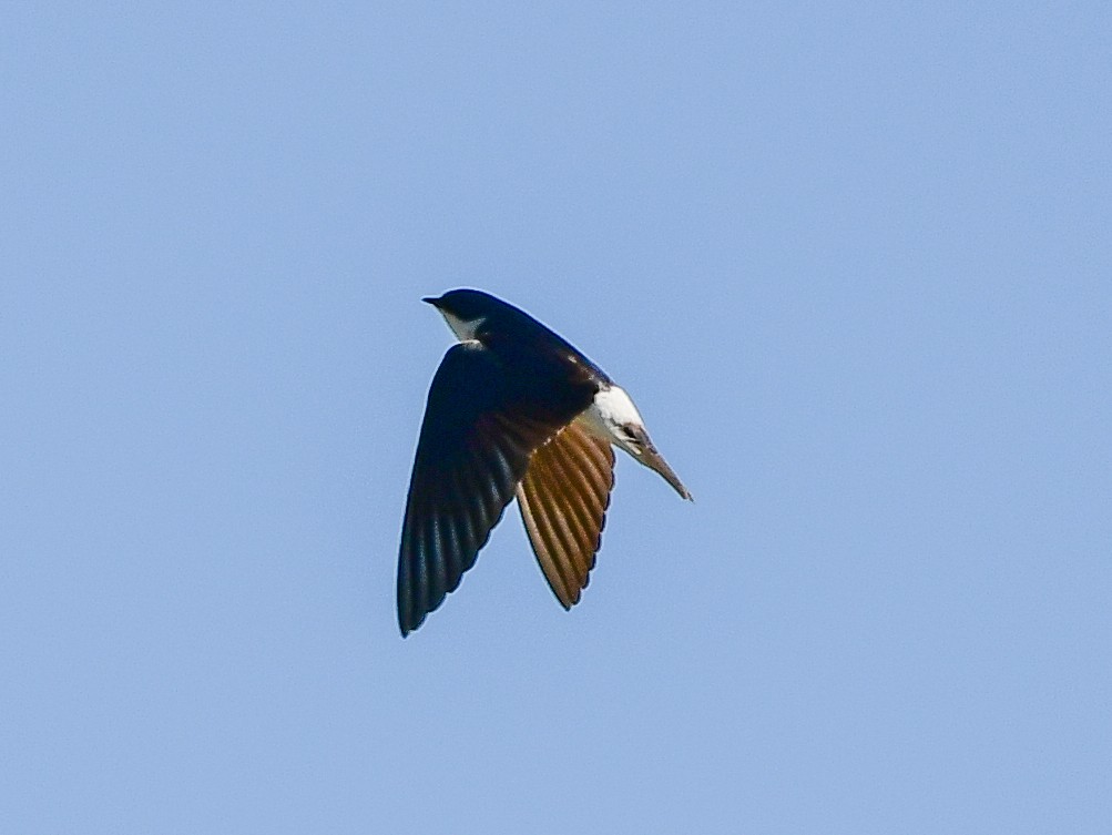 Blue-and-white Swallow - ML612513248