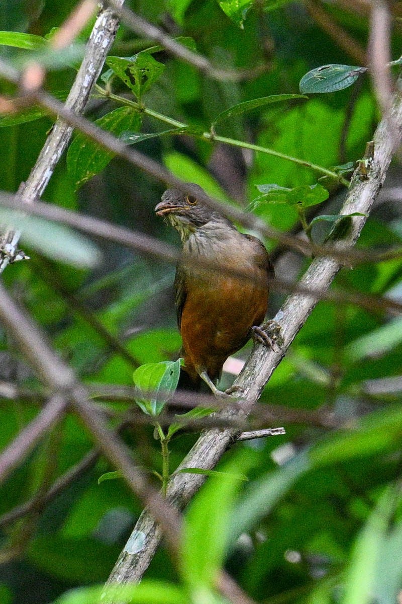 Rufous-bellied Thrush - Tony Ducks