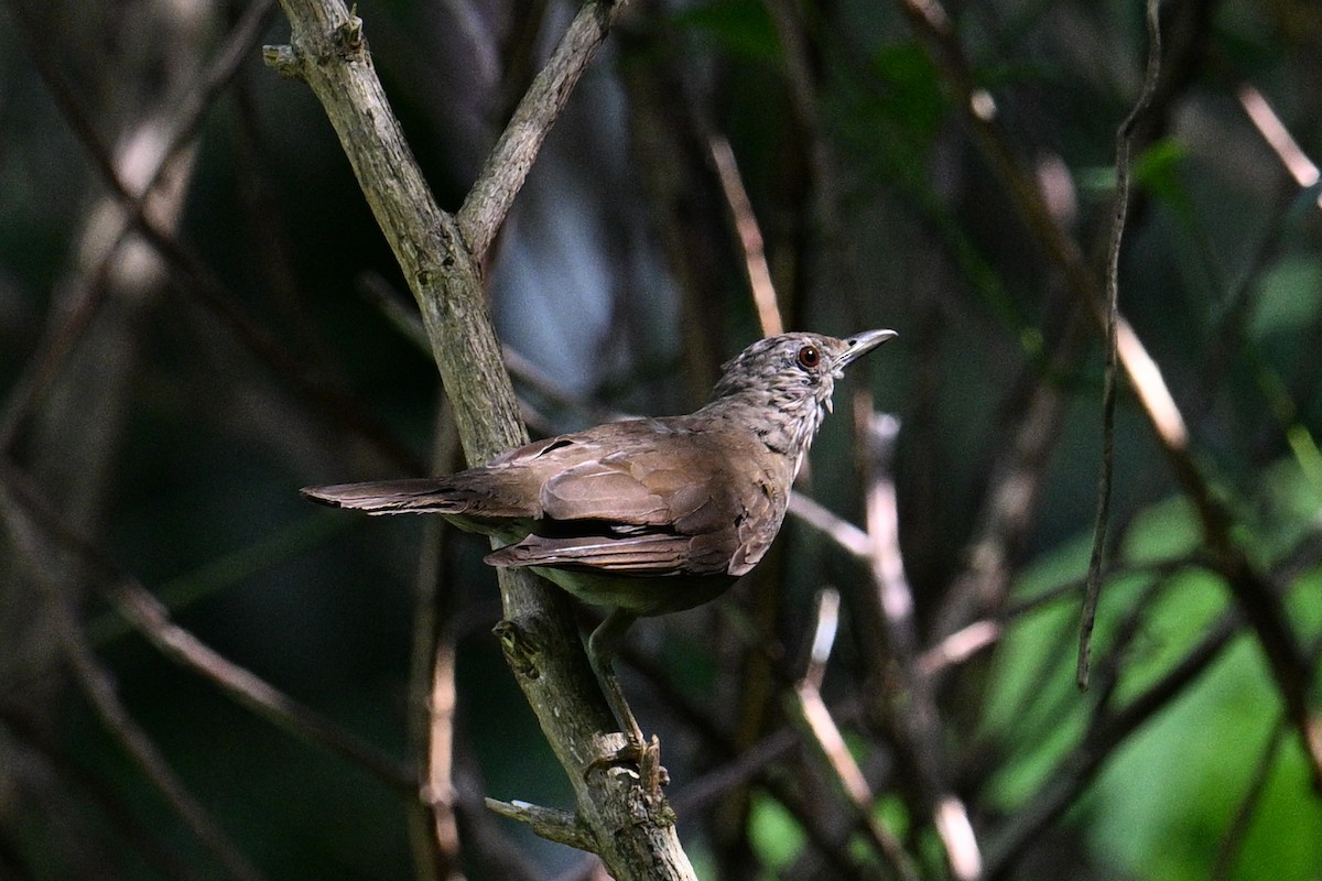 Pale-breasted Thrush - Tony Ducks