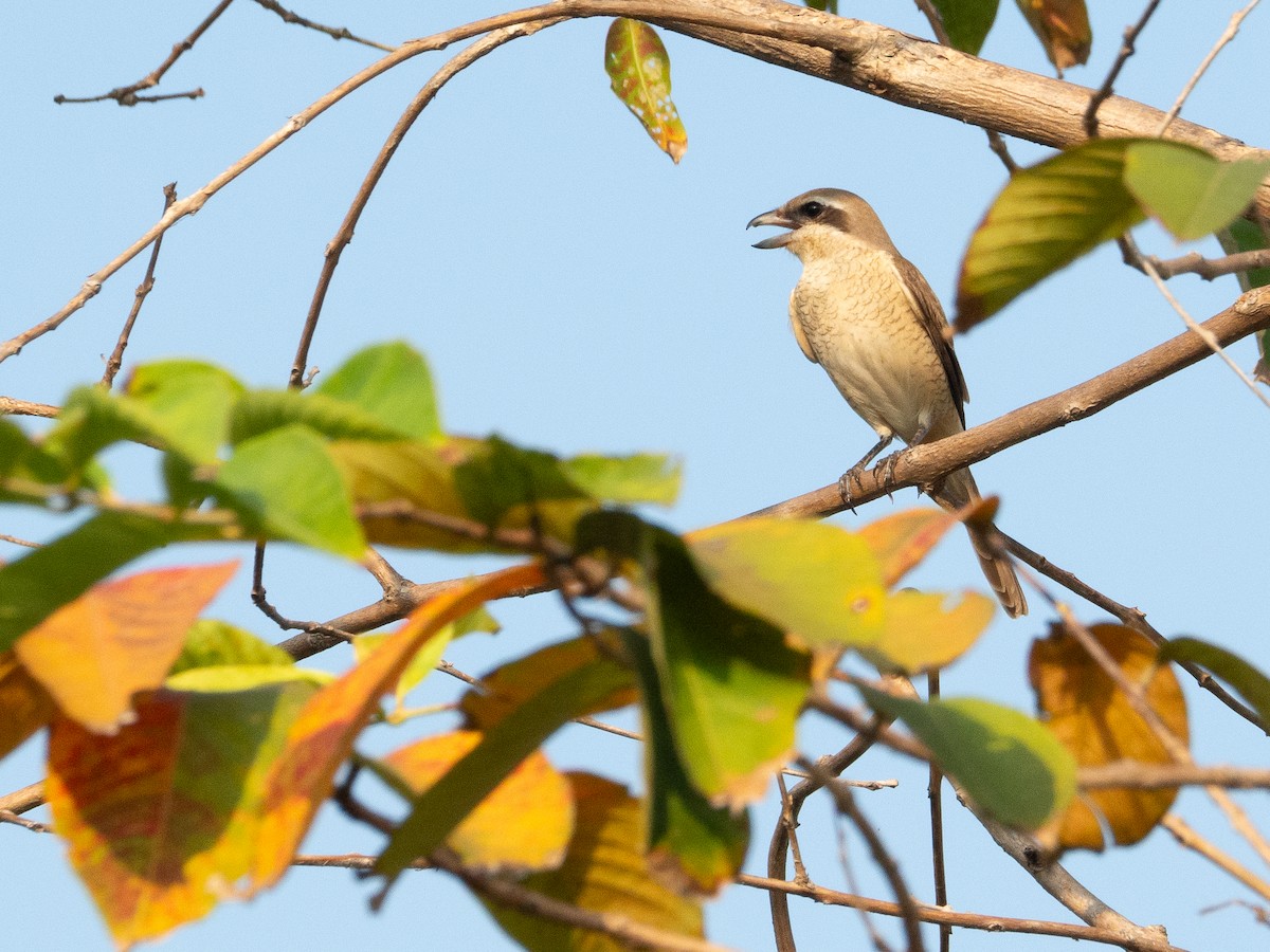 Brown Shrike - Karnkaew Tribuddharatana