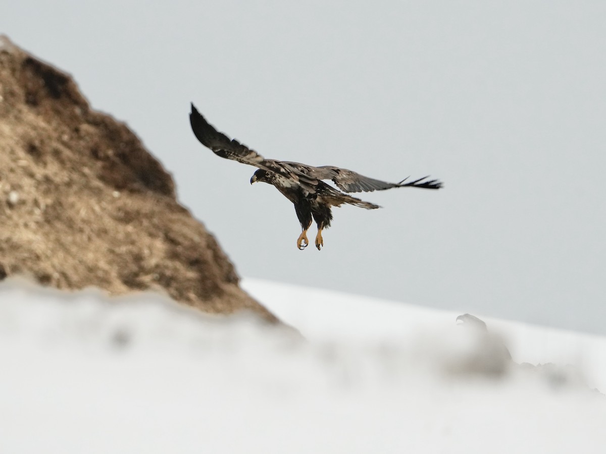 Bald Eagle - Bertrand Dumont