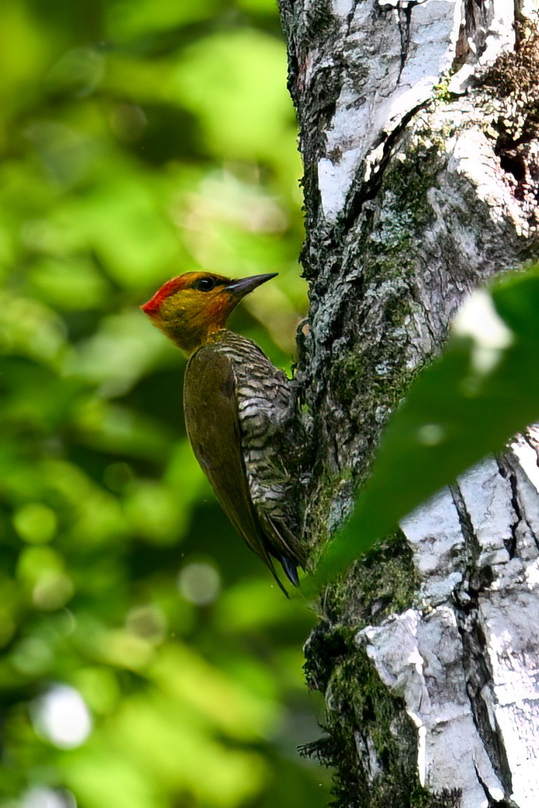 Yellow-throated Woodpecker - Tony Ducks