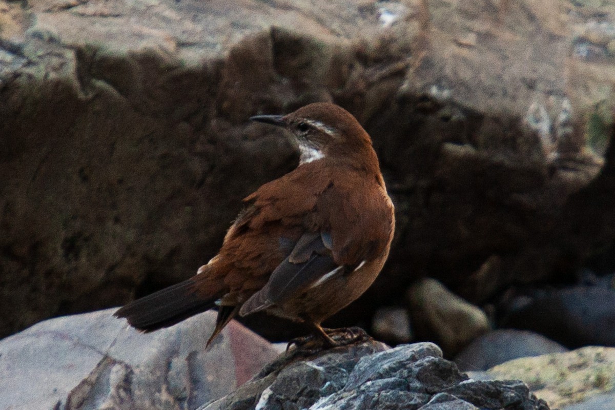 White-winged Cinclodes - Peri Bolton