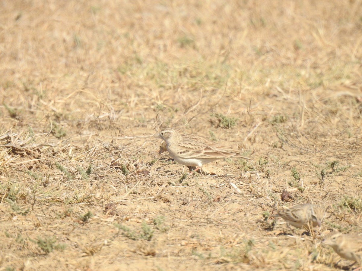 Greater Short-toed Lark - ML612513332