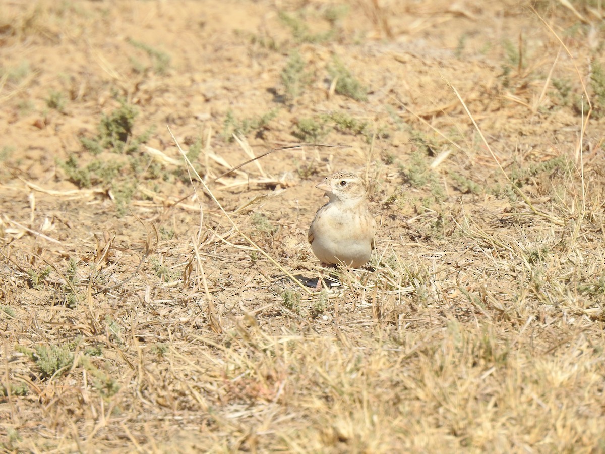 Greater Short-toed Lark - Ranjeet Singh