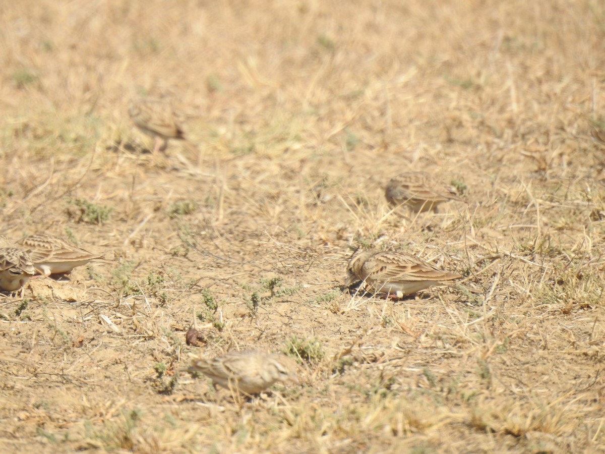 Greater Short-toed Lark - Ranjeet Singh